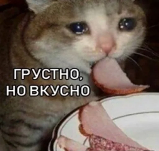 млекопитающее животное кошка