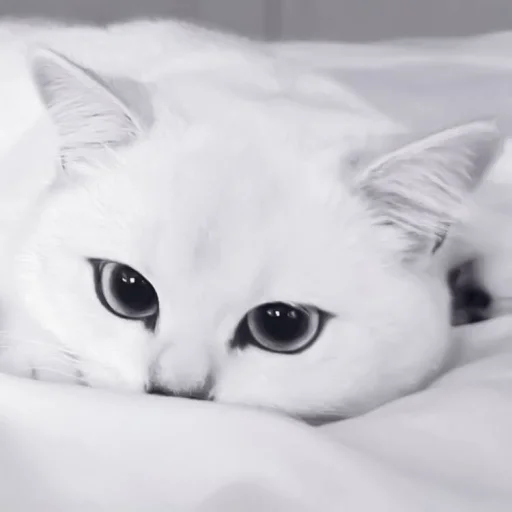 Стикер ⲫⲉⲗυⲕⲥ :; @skzstick - 3