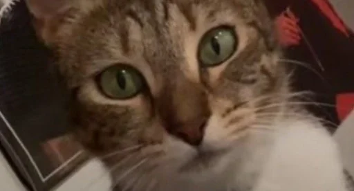 Стикер слыш :: @fStikBot - 10