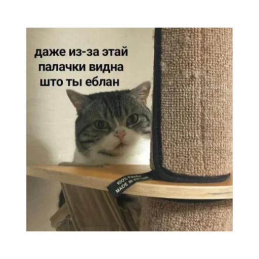 кошки малого и среднего размера кошачьи усы