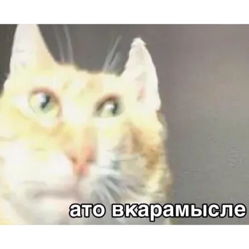 животное млекопитающее кошка