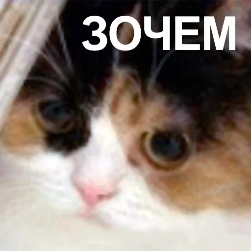 Стикер Что попало by @fStikBot - 11