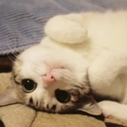 Стикер Что попало by @fStikBot - 1