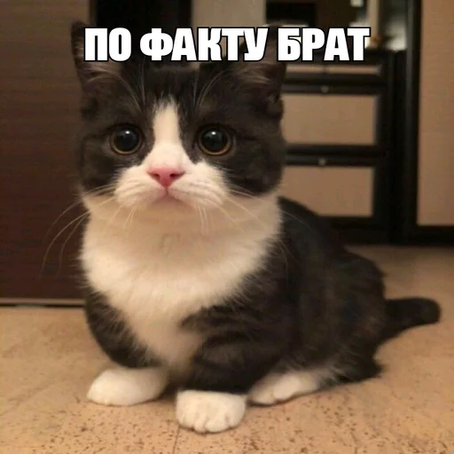 animal mammal domestic cat