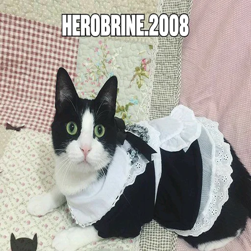 small to medium-sized cats felidae cat