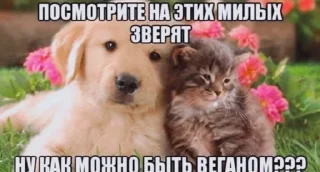 Sticker любимые мемы агатк - 7