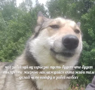 Sticker любимые мемы агатк - 11