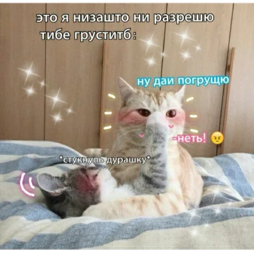 животное кошки малого и среднего размера кошачьи