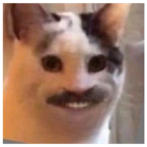 животное млекопитающее кошка