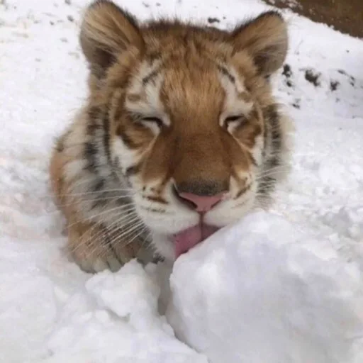 Стикер 🐄 - 5