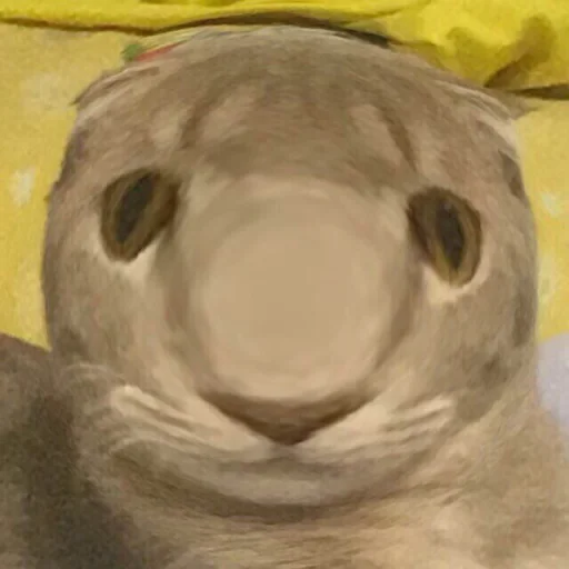 Sticker хева - 10