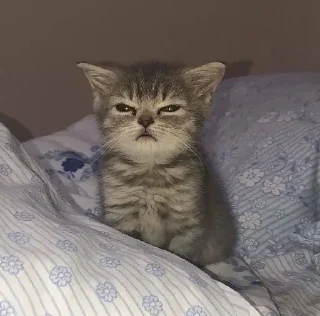 Sticker ملصغات علس😍😍 - 4