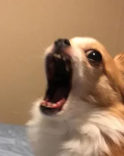 Sticker Собачки @stickerytg - 6