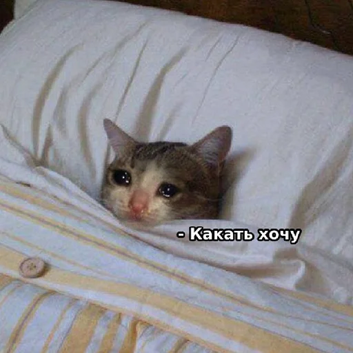 Стикер hh_cat_lova - 1