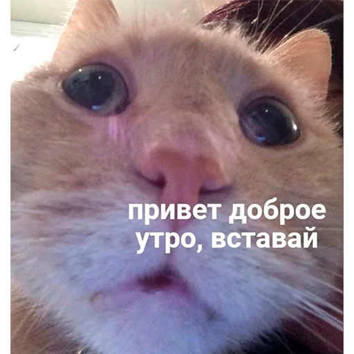 Стикер hh_cat_lova - 1