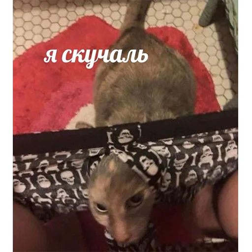 Sticker hh_cat_lova - 1