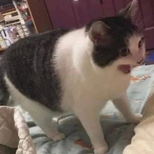 Стикер hh_cat_lova - 1