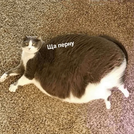 Стикер hh_cat_lova - 1