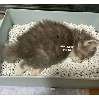 Стикер @hh_cat - 2