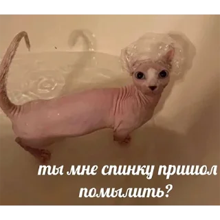 Стикер @hh_cat - 3