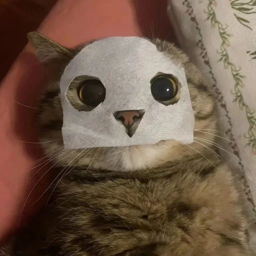 Стикер hh_cats - 1