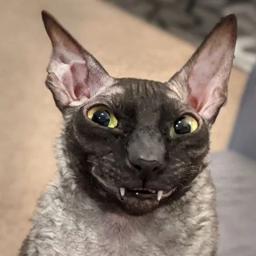 Стикер hh_cats - 1