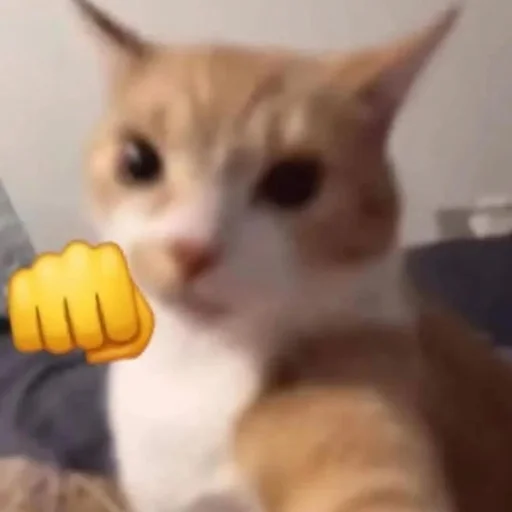 Стикер hh_cats - 1