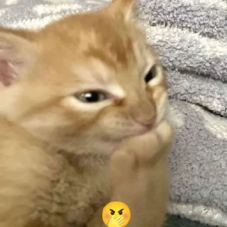 Стикер ♡ @hh_cat ♡ - 11