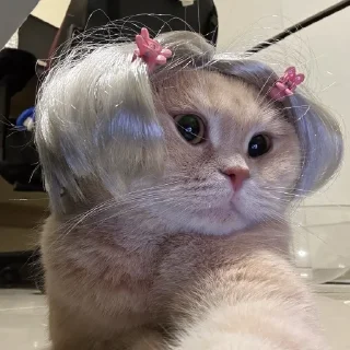 Стикер ♡ @hh_cat ♡ - 0