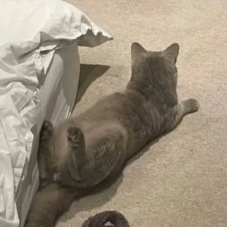 Стикер ♡ @hh_cat ♡ - 4