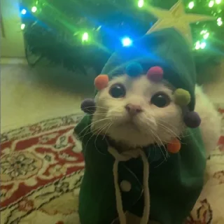 Стикер ♡ @hh_cat ♡ - 2