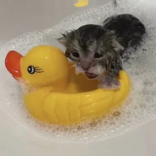 Стикер ♡ @hh_cat ♡ - 6