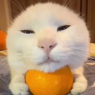 Стикер ♡ @hh_cat ♡ - 10