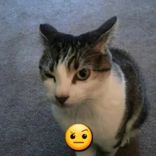 Стикер ♡ @hh_cat ♡ - 7