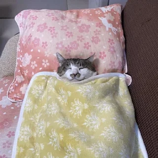 Стикер ♡ @hh_cat ♡ - 3