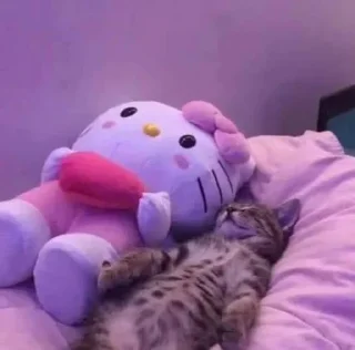 Sticker Котики → @hh_cat - 10