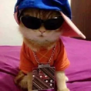 Sticker Котики → @hh_cat - 1