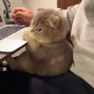 Sticker Котики → @hh_cat - 4