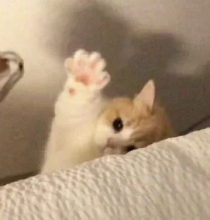 Sticker Котики → @hh_cat - 6