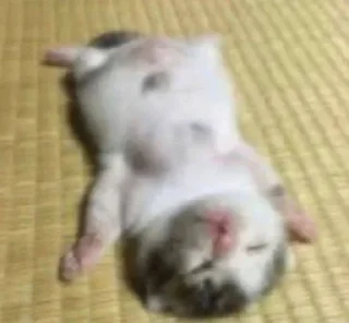 Sticker Котики → @hh_cat - 0