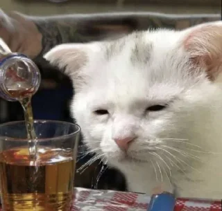 Sticker Котики → @hh_cat - 5