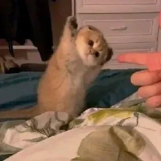 Sticker Котики → @hh_cat - 3