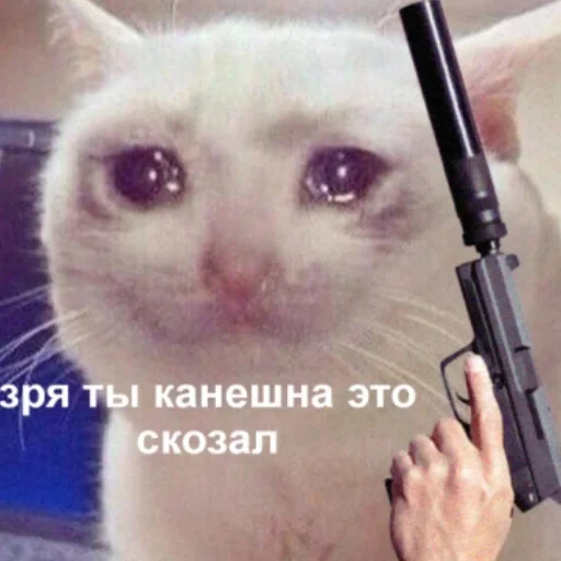 small to medium-sized cats whiskers mammal