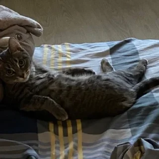 Sticker химляндия - 2