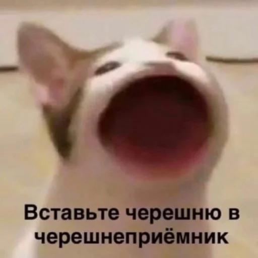 Стикер hirumo_mem - 1