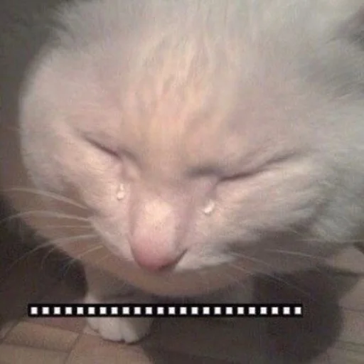 Стикер hirumo_mem - 1