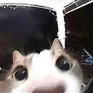 Sticker HIRUMO_memes - 2