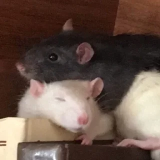 Sticker HIRUMO_memes - 6