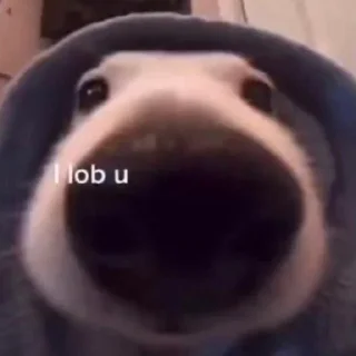 Sticker HIRUMO_memes - 10