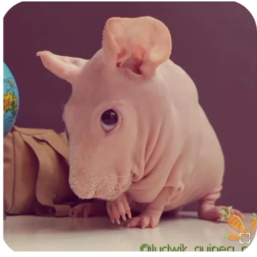 хнеетоееетнеит - 